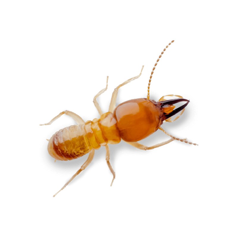 Termite Control Products